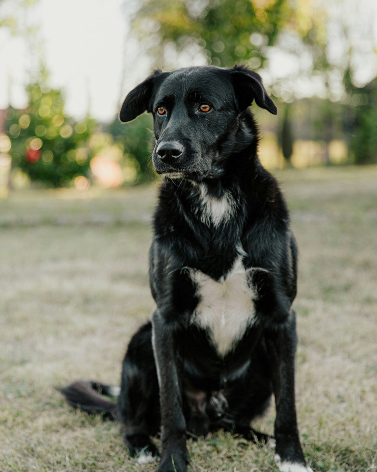 Bo, a black and white dog, photographed sitting in a garden