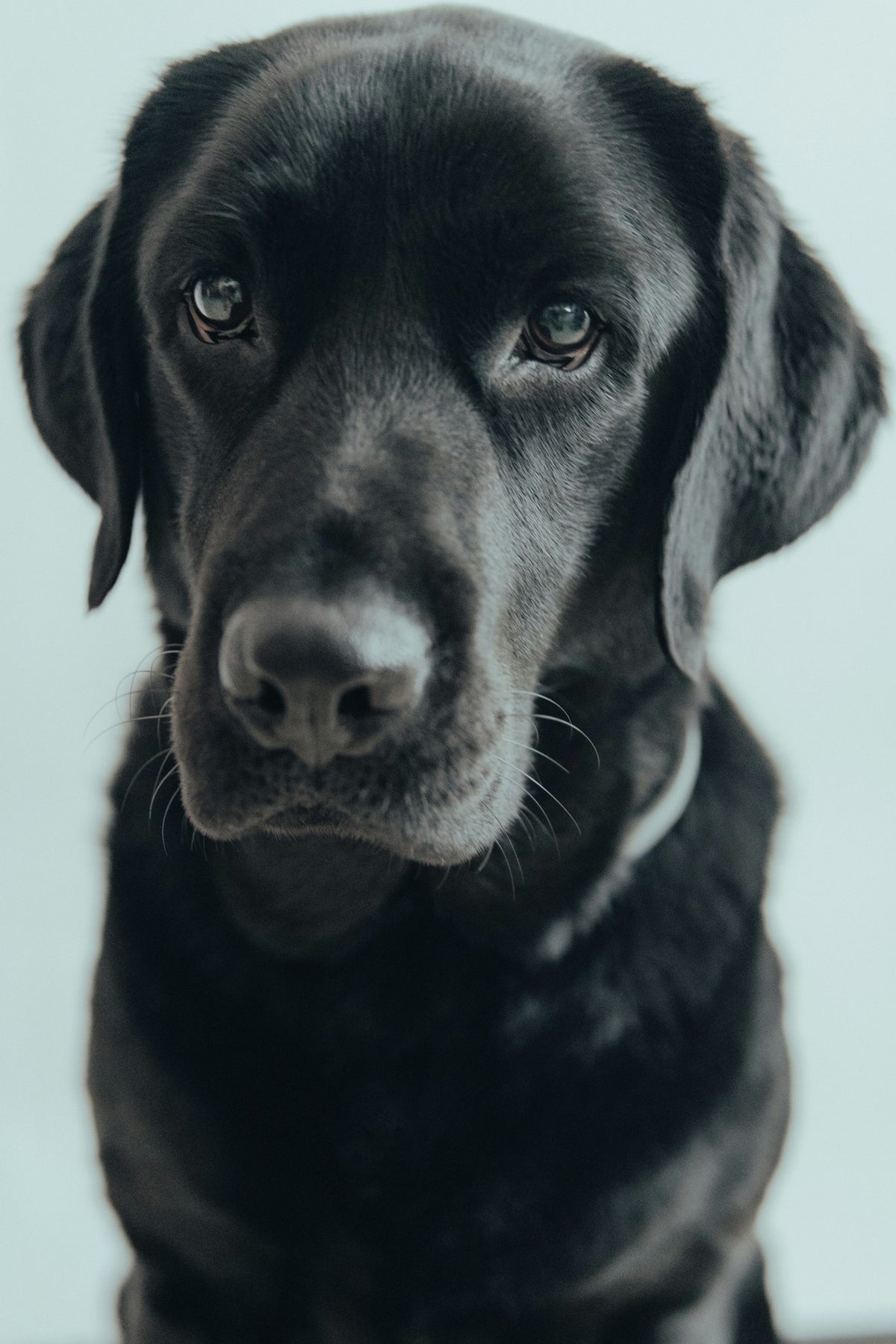 A black Labrador looking at the camera, photographed on a phone