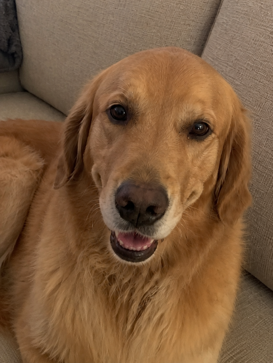 A golden retriever lying on a sofa, photographed on a phone